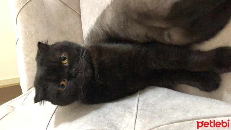 Scottish Fold, Kedi  Zeytin fotoğrafı