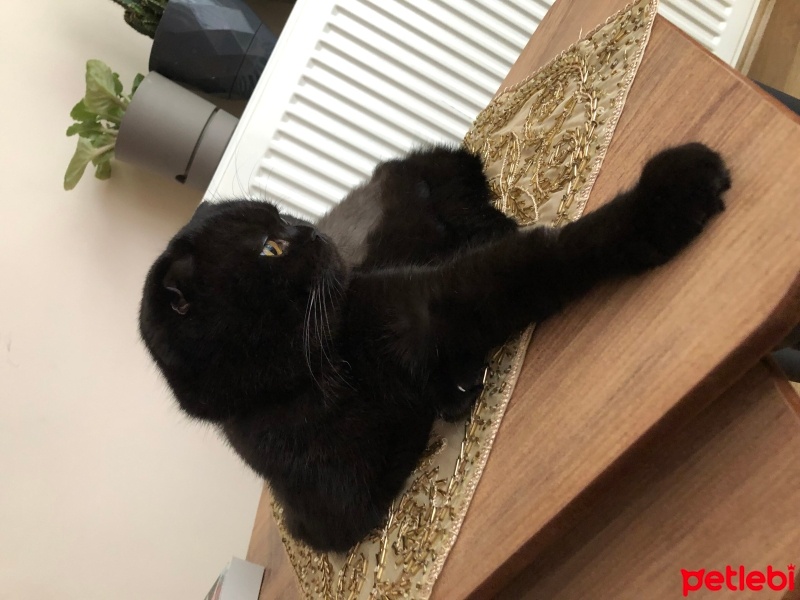 Scottish Fold, Kedi  Zeytin fotoğrafı