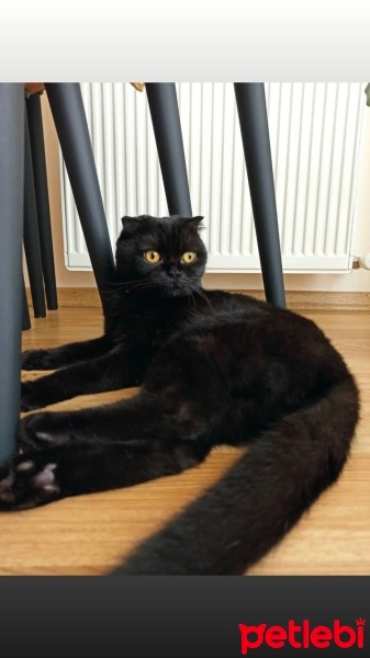 Scottish Fold, Kedi  Zeytin fotoğrafı