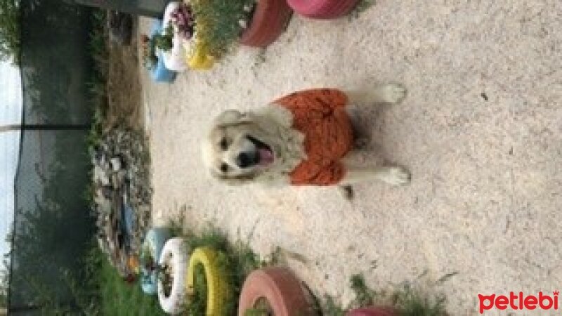 Golden Retriever, Köpek  Mia fotoğrafı