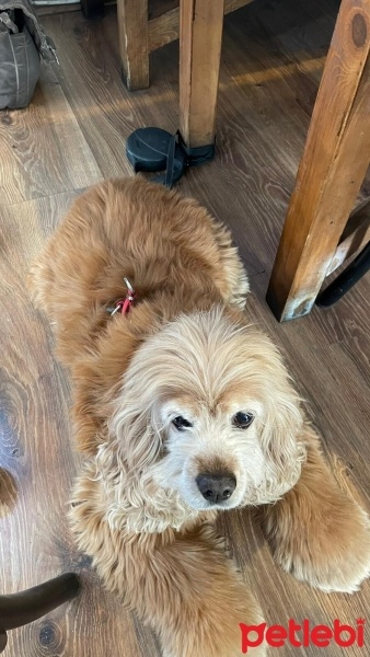 Amerikan Cocker Spaniel, Köpek  Maya fotoğrafı