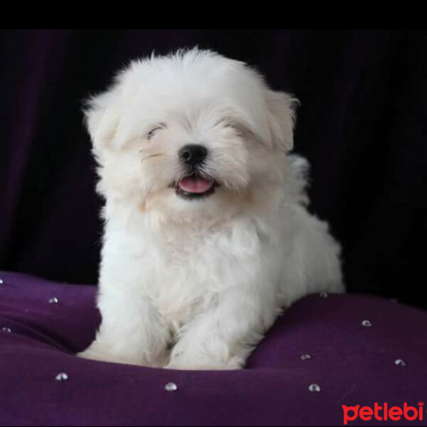 Maltese, Köpek  Ponçik fotoğrafı