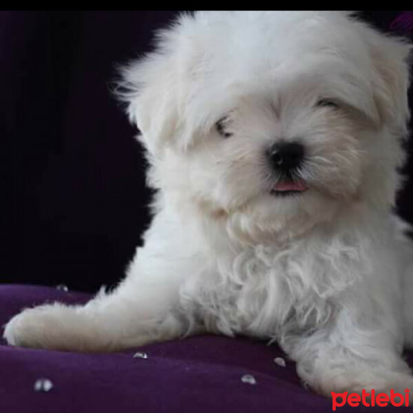 Maltese, Köpek  Ponçik fotoğrafı