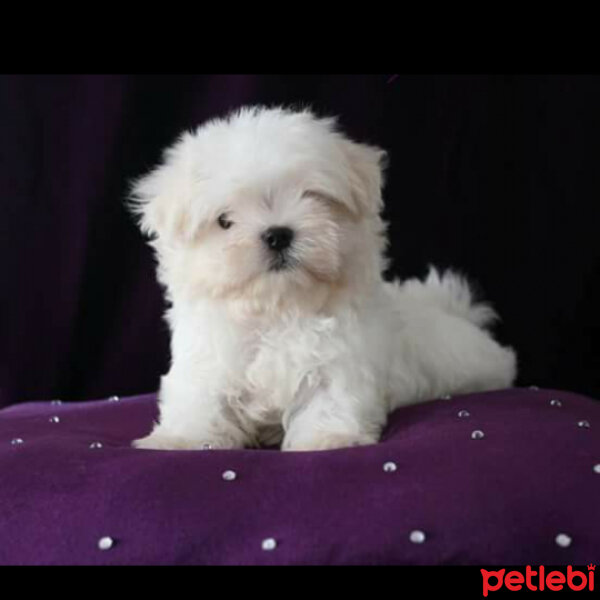 Maltese, Köpek  Ponçik fotoğrafı