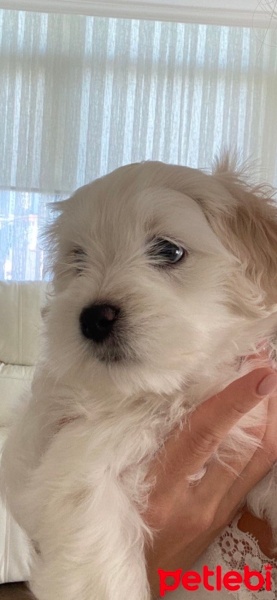 Maltese, Köpek  Teddy fotoğrafı