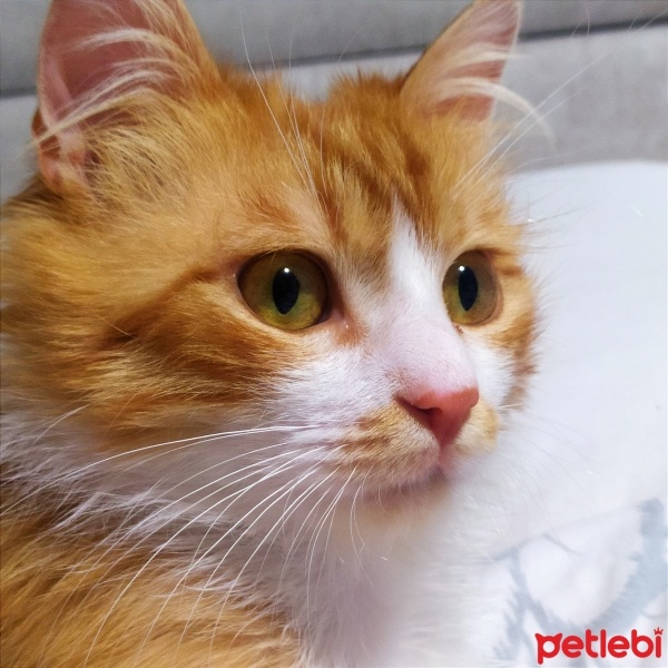 Sarman, Kedi  Karamel fotoğrafı