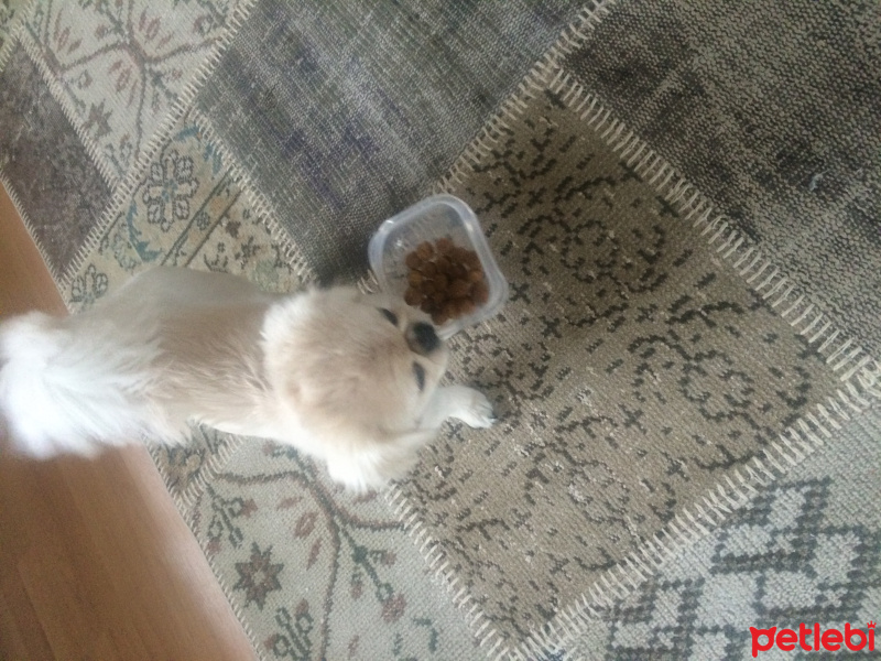 Pekingese, Köpek  çikita fotoğrafı