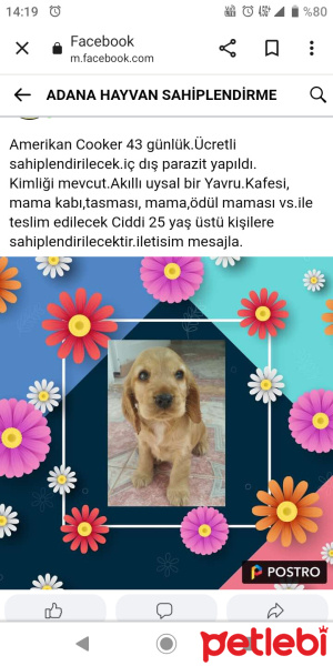 Amerikan Cocker Spaniel, Köpek  Tarçın fotoğrafı
