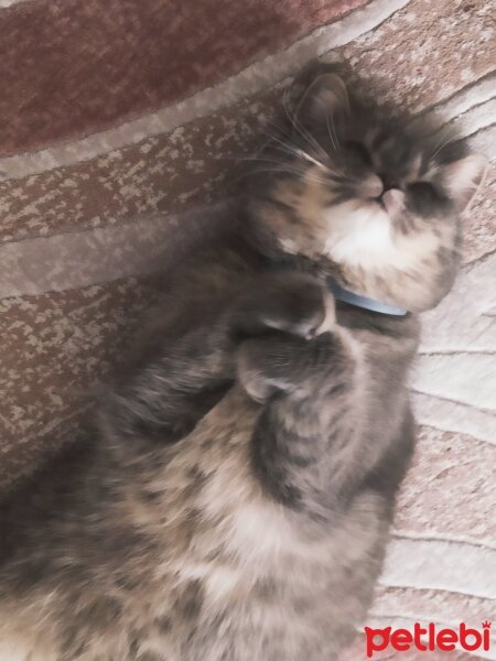 British Longhair, Kedi  Harmoni fotoğrafı