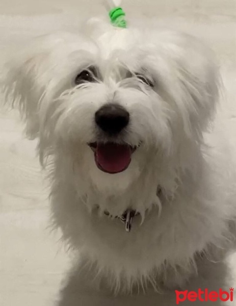Maltese, Köpek  Deniz fotoğrafı