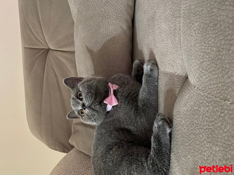 British Shorthair, Kedi  Lila fotoğrafı