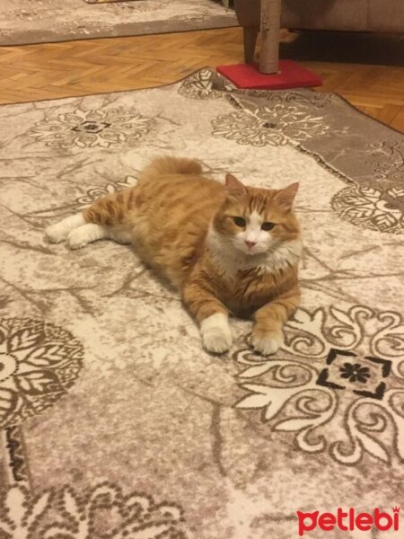 Norwegian Forest, Kedi  ASLAN BEY fotoğrafı