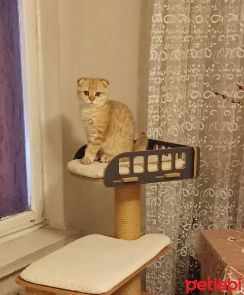 Scottish Fold, Kedi  ÇİKO fotoğrafı