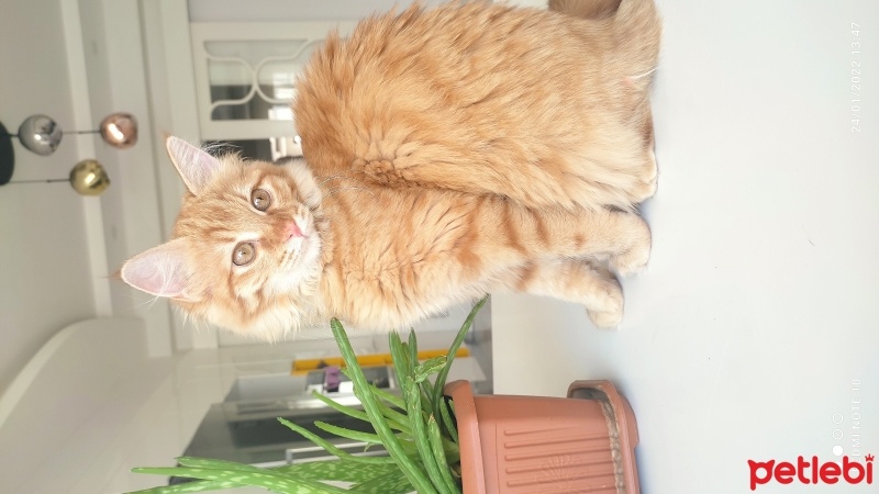 Sarman, Kedi  Limon fotoğrafı