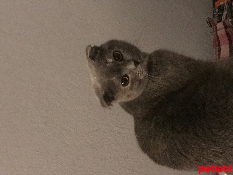 Scottish Fold, Kedi  Mia fotoğrafı