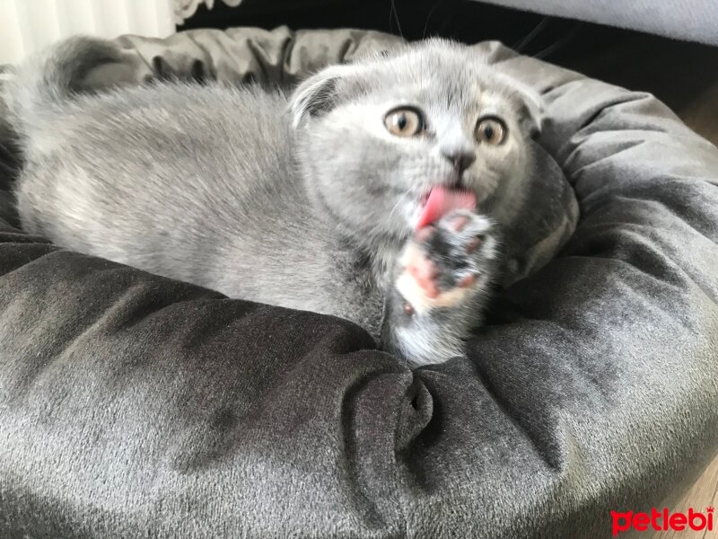 Scottish Fold, Kedi  Mia fotoğrafı