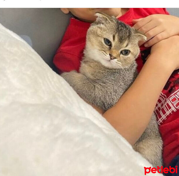 Scottish Fold, Kedi  Bal oğlan fotoğrafı