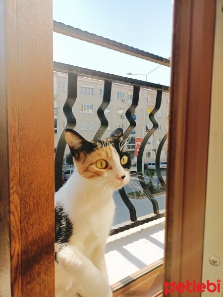 Tekir Kedi, Kedi  Güneş fotoğrafı