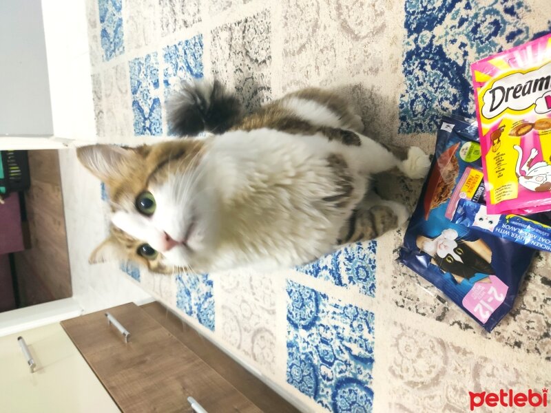 Tekir Kedi, Kedi  PASPAS fotoğrafı