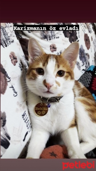 Tekir Kedi, Kedi  Behlül fotoğrafı