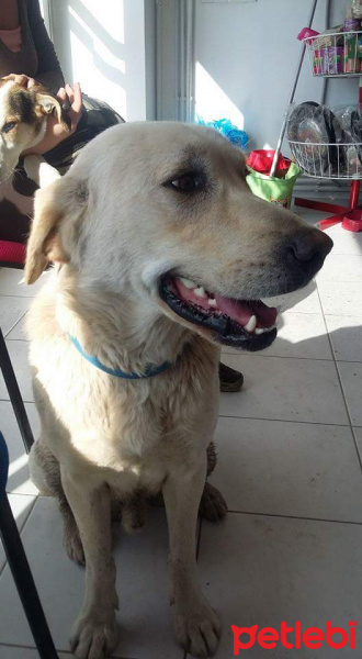 Golden Retriever, Köpek  Pati fotoğrafı