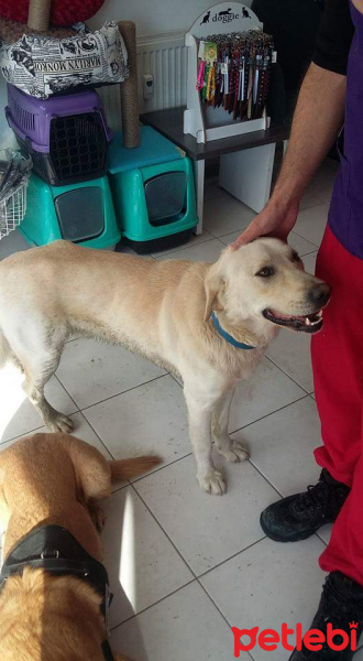 Golden Retriever, Köpek  Pati fotoğrafı