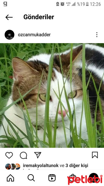 Tekir Kedi, Kedi  Vida fotoğrafı