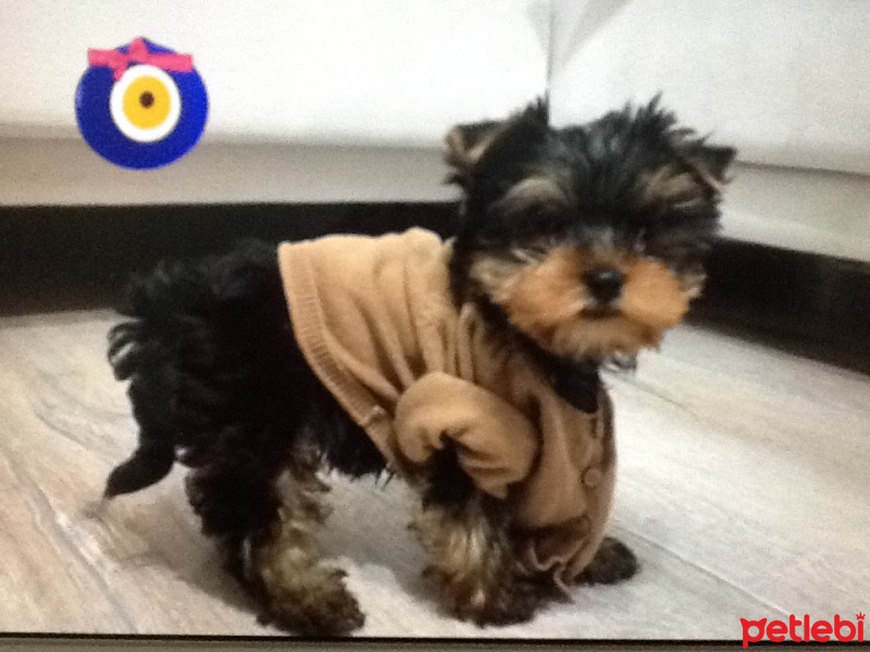 Yorkshire Terrier, Köpek  Maya fotoğrafı
