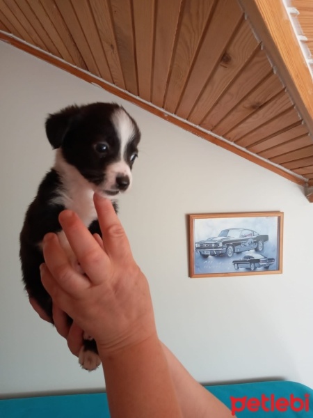 Minyatür Schnauzer, Köpek  Prenses fotoğrafı