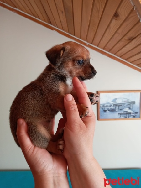 Minyatür Schnauzer, Köpek  Prenses fotoğrafı