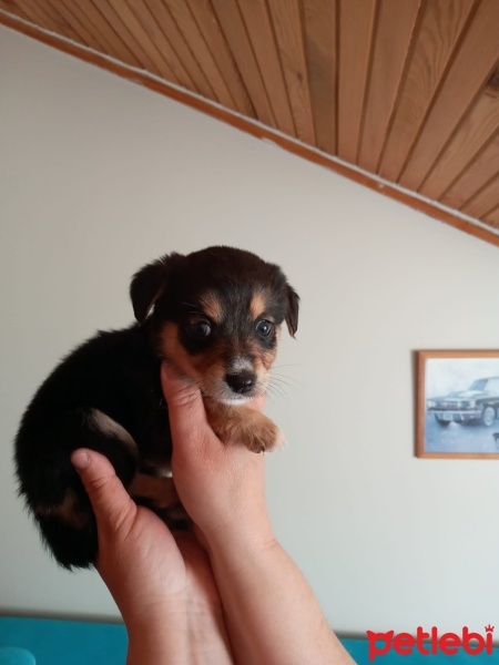 Minyatür Schnauzer, Köpek  Prenses fotoğrafı