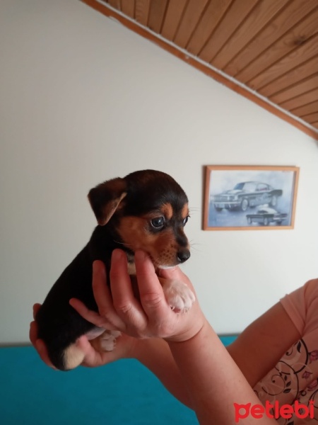 Minyatür Schnauzer, Köpek  Prenses fotoğrafı