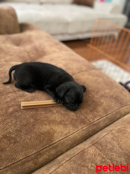Pug, Köpek  Papel fotoğrafı