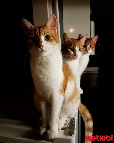 Tekir Kedi, Kedi  Ismet  fotoğrafı