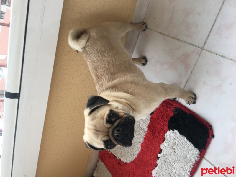 Pug, Köpek  Pablo fotoğrafı