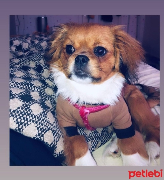 Pekingese, Köpek  Patates fotoğrafı