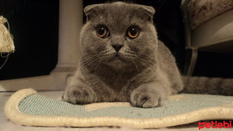 Scottish Fold, Kedi  LENA fotoğrafı