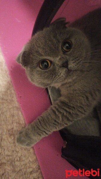 Scottish Fold, Kedi  LENA fotoğrafı