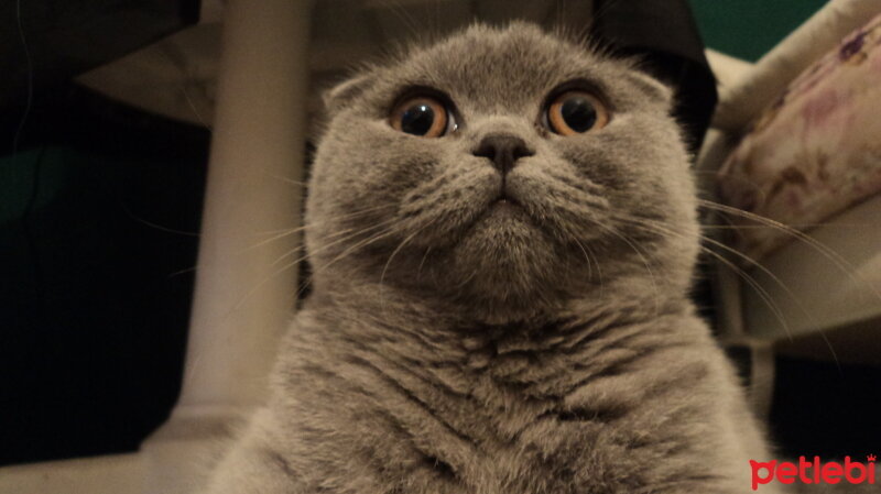 Scottish Fold, Kedi  LENA fotoğrafı