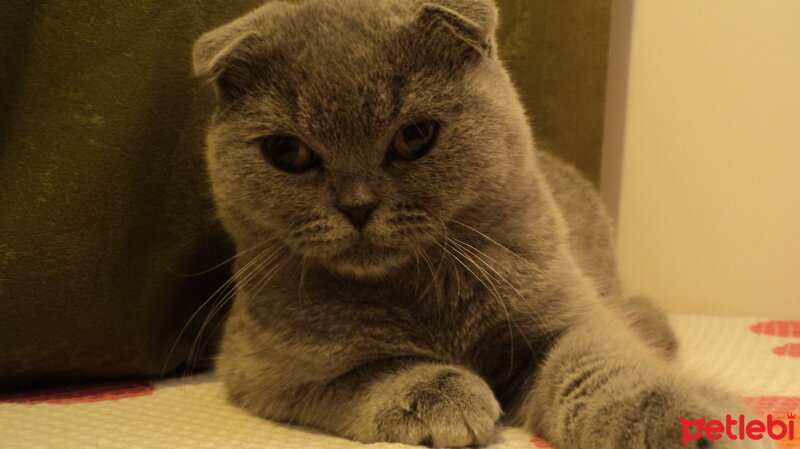 Scottish Fold, Kedi  LENA fotoğrafı