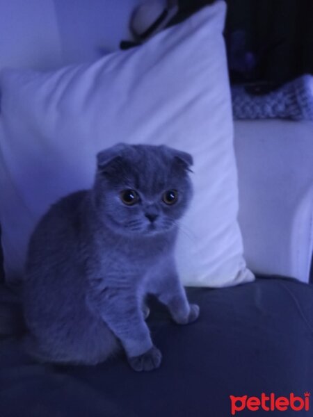 Scottish Fold, Kedi  LENA fotoğrafı