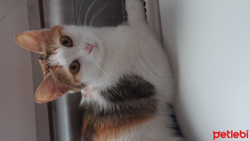 Tekir Kedi, Kedi  Mia fotoğrafı