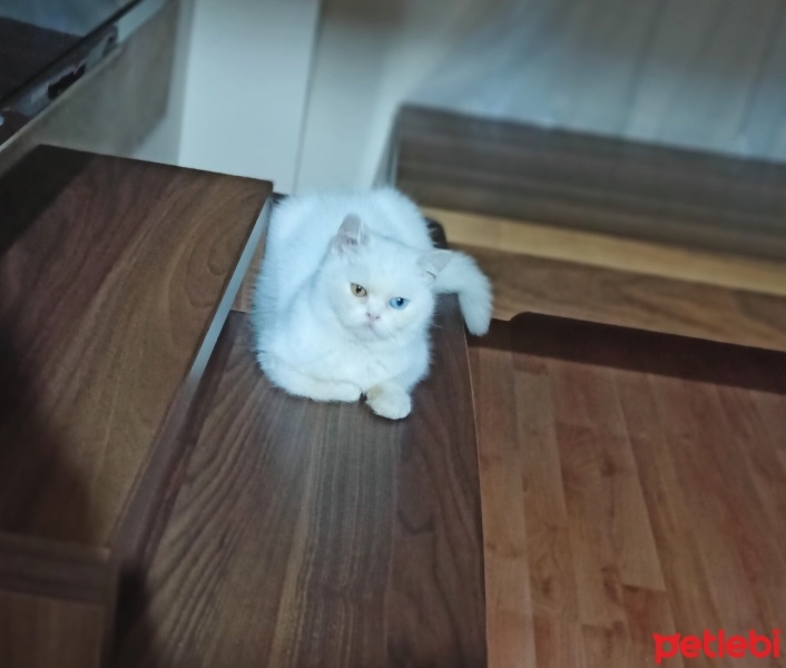 British Shorthair, Kedi  Odin fotoğrafı