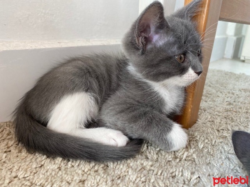 Tekir Kedi, Kedi  Sütlaç fotoğrafı