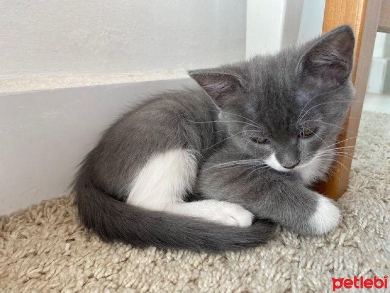 Tekir Kedi, Kedi  Sütlaç fotoğrafı