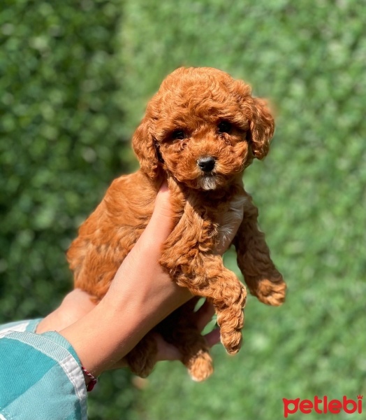 Poodle (Minyatür Kaniş), Köpek  OSCAR fotoğrafı