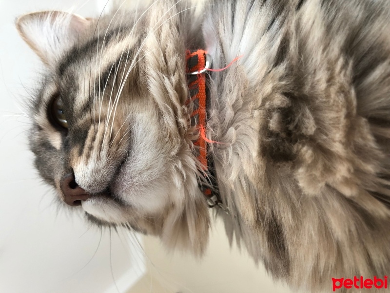 Tekir Kedi, Kedi  Çiko fotoğrafı