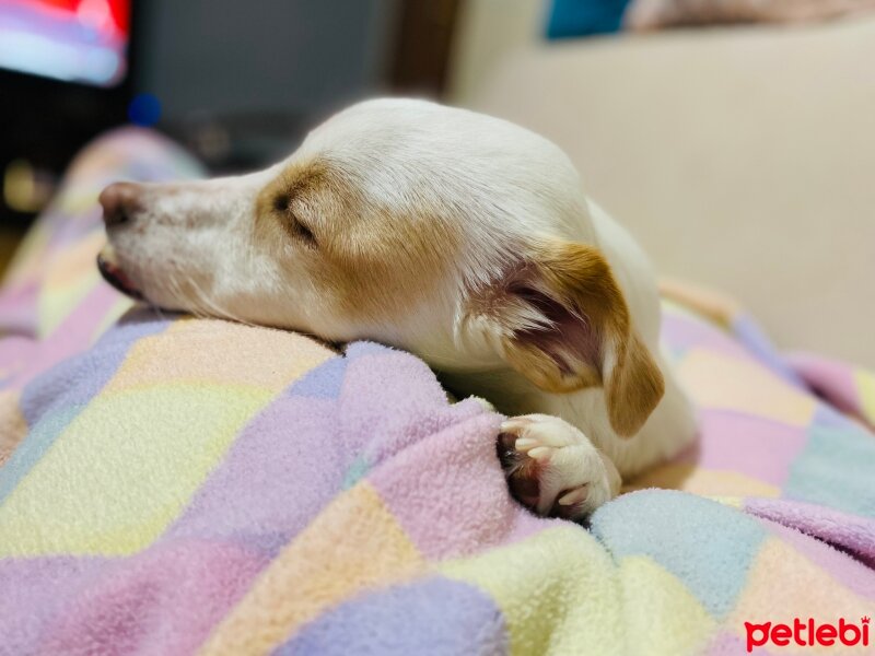 Russian Spaniel, Köpek  Lucy fotoğrafı