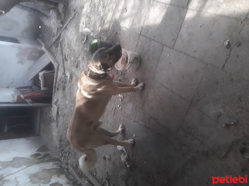 Kangal, Köpek  Kral fotoğrafı
