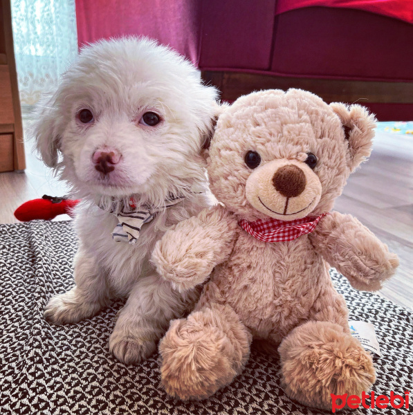 Maltese, Köpek  BAL? fotoğrafı